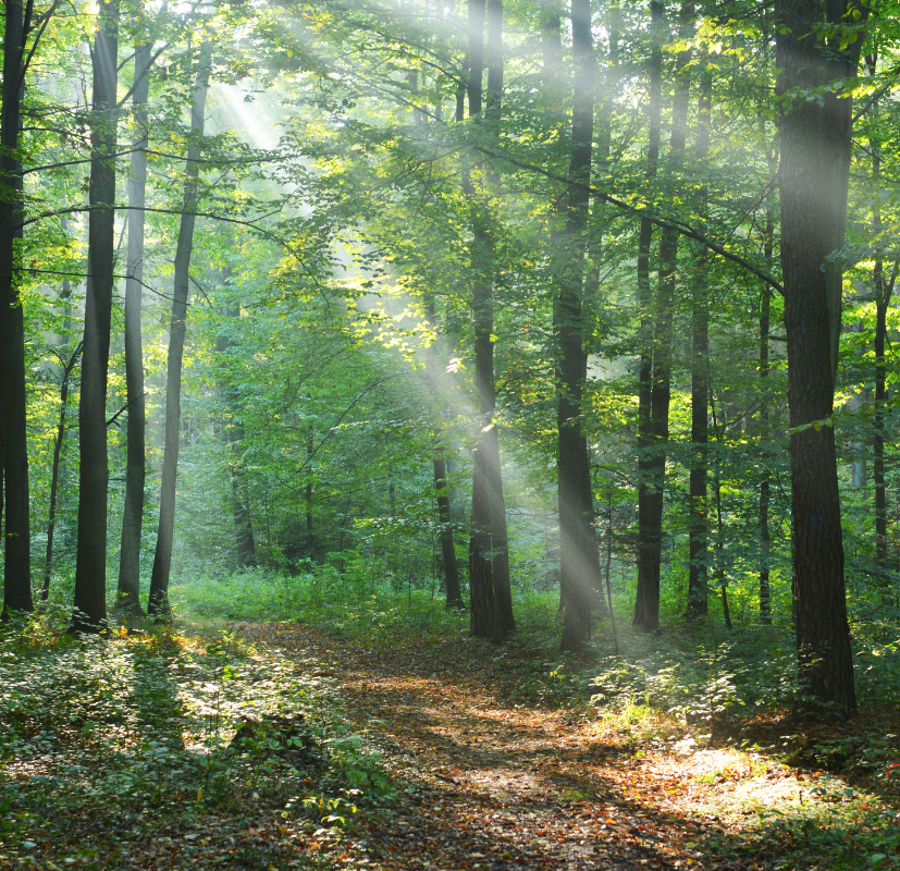 Stillsam skog med höga tallar och mjuk mossa som illustrerar den träiga doften i doftljuset Into the Forest från Moony Flames.