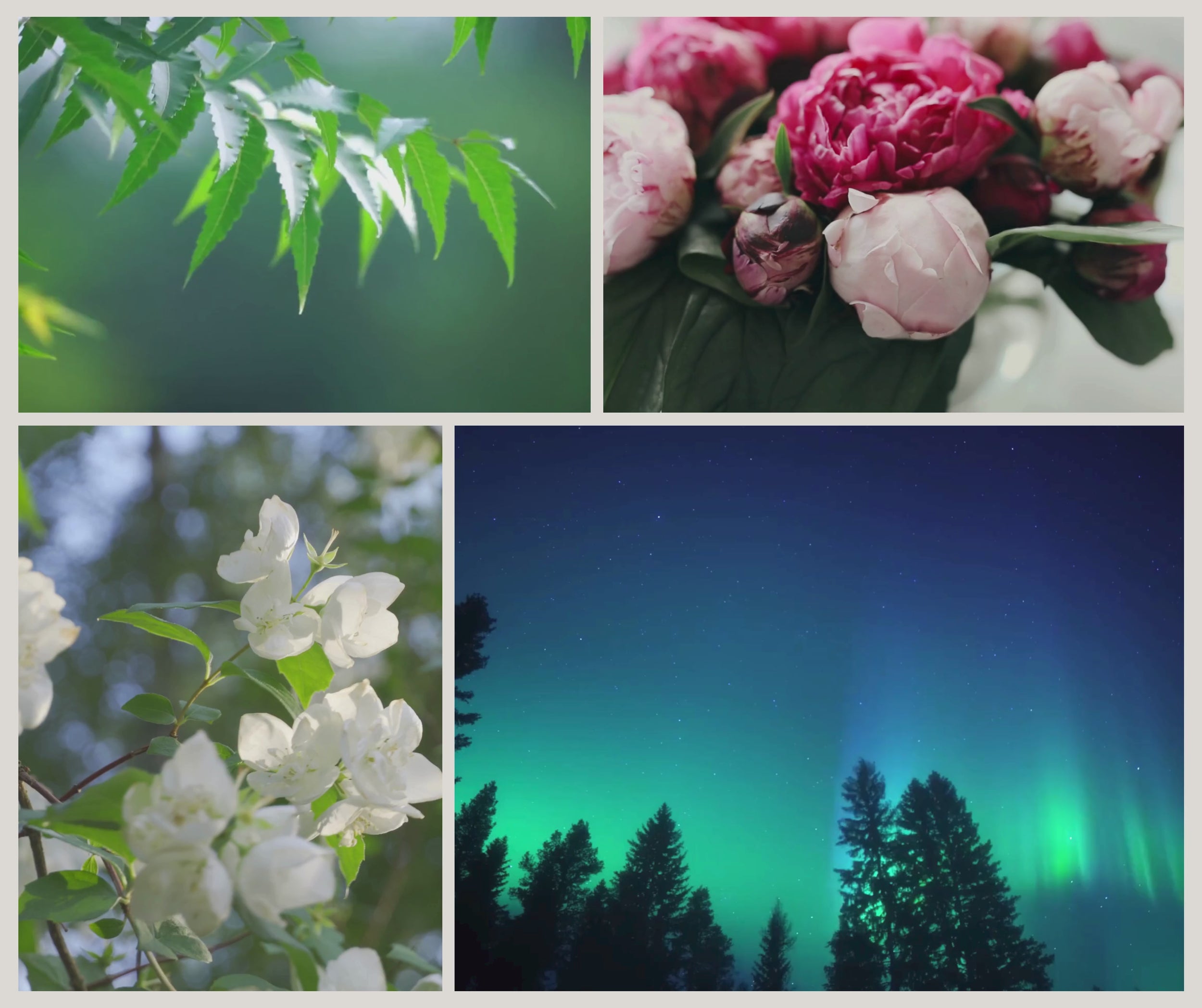 Videocollage zur Duftkerze Aurora von Moony Flames mit taunassen grünen Blättern, blühenden Pfingstrosen, weißem Jasmin und dem Polarlicht als Inspiration für einen frischen, blumigen und beruhigenden Duft.