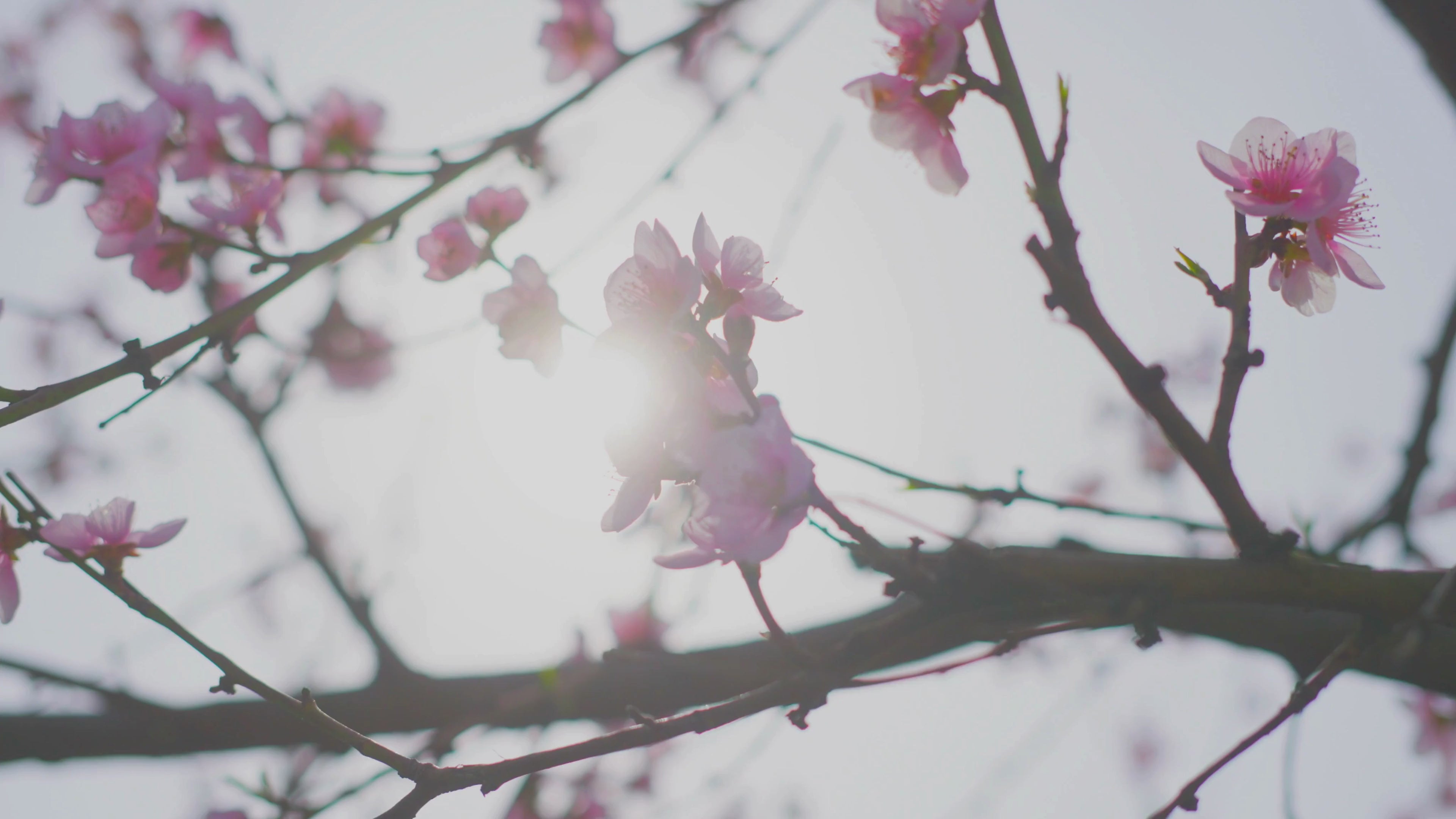 Blommande vårträd i solsken som symboliserar Spring Collection doftvax och doftpraliner från Moony Flames