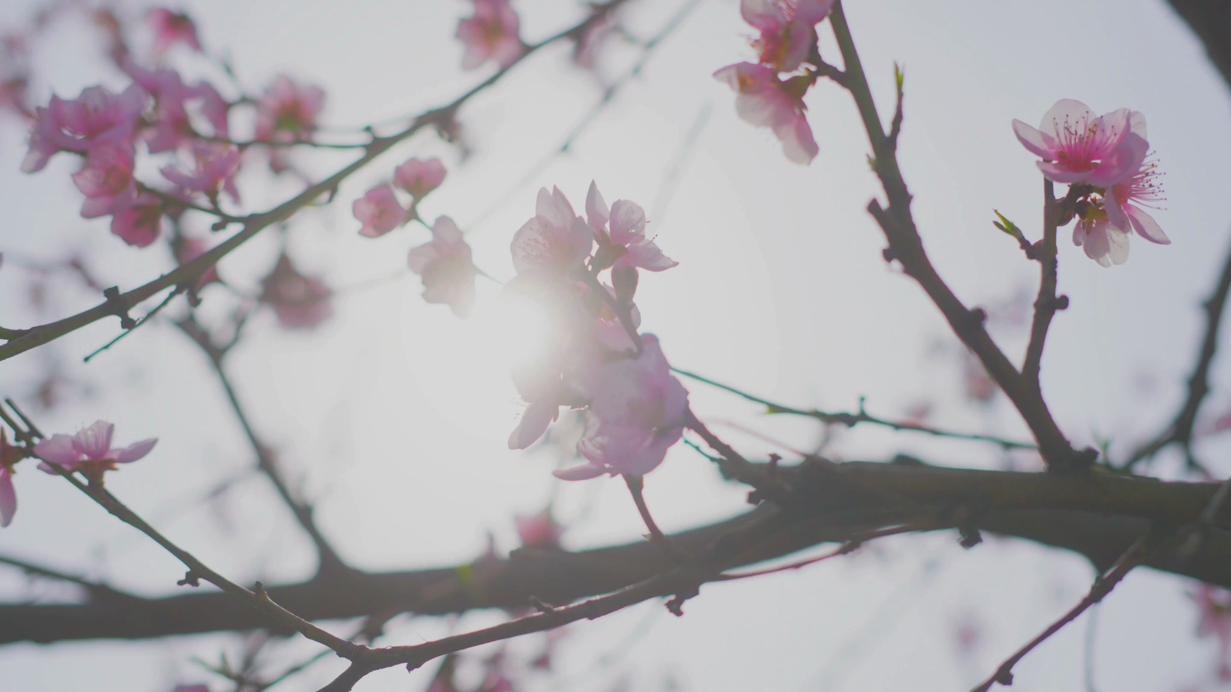 Blommande vårträd i solsken som symboliserar Spring Collection doftvax och doftpraliner från Moony Flames