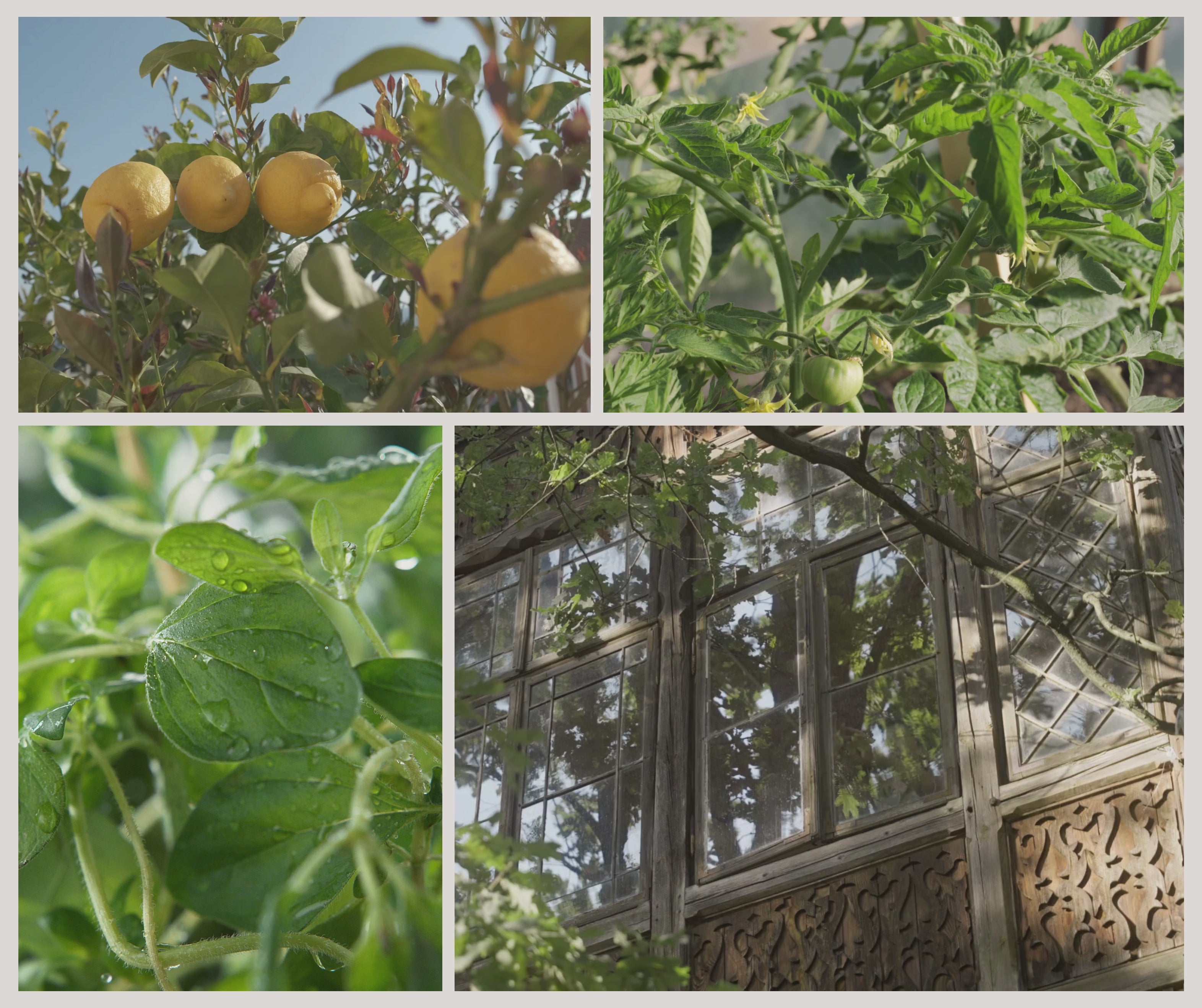 Inspirationsvideo för Moony Flames doftljuset Under the Lemon Trees med citronlundar, frisk citrus, gröna tomatblad, aromatiska örter och varma medelhavskvällar.