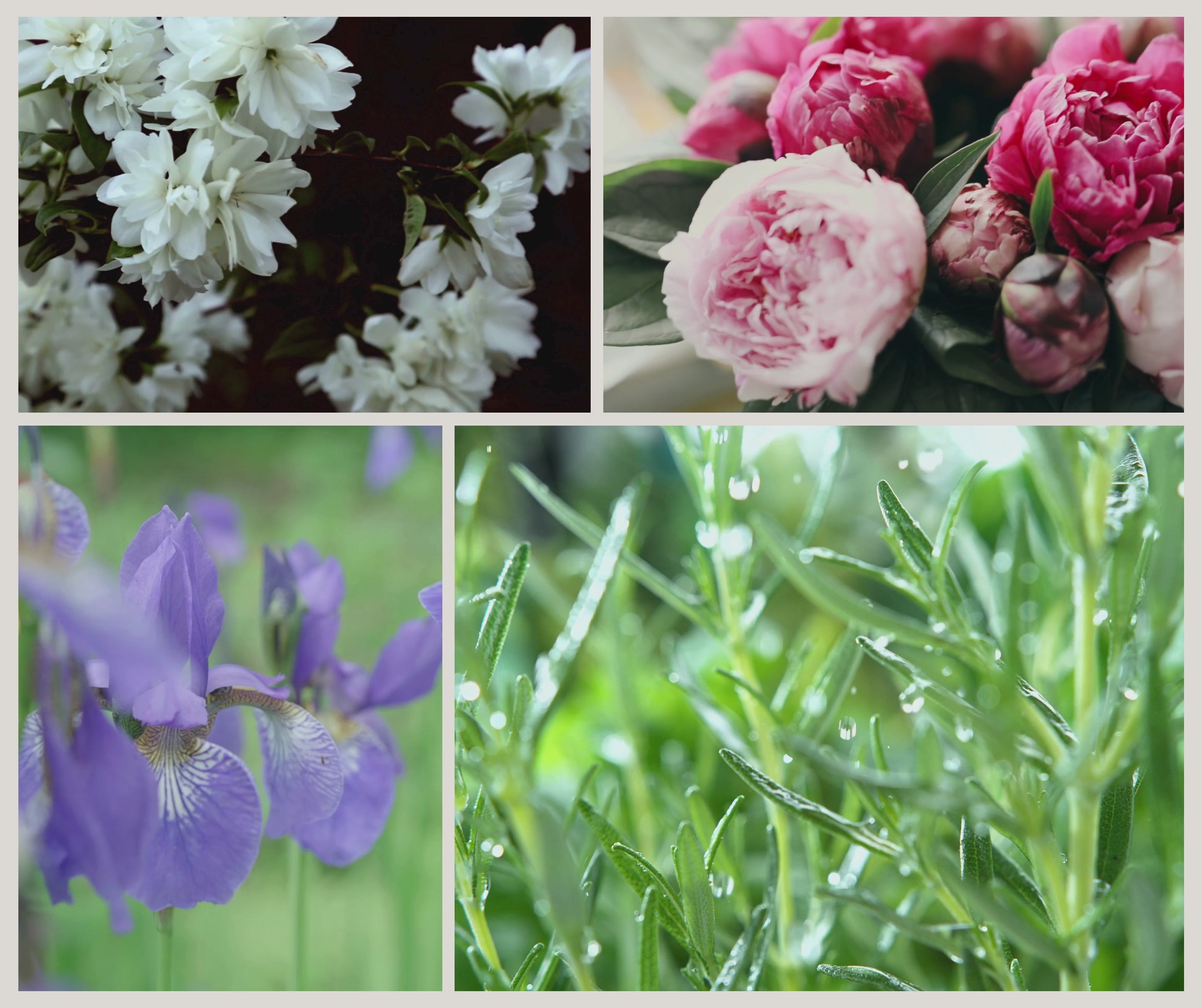 Kollage av videoklipp med vita blommor, pioner, iris och daggigt grönt som illustrerar de friska och blommiga doftnoterna i doftljuset Aurora från Moony Flames.