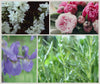 Kollage av videoklipp med vita blommor, pioner, iris och daggigt grönt som illustrerar de friska och blommiga doftnoterna i doftljuset Aurora från Moony Flames.