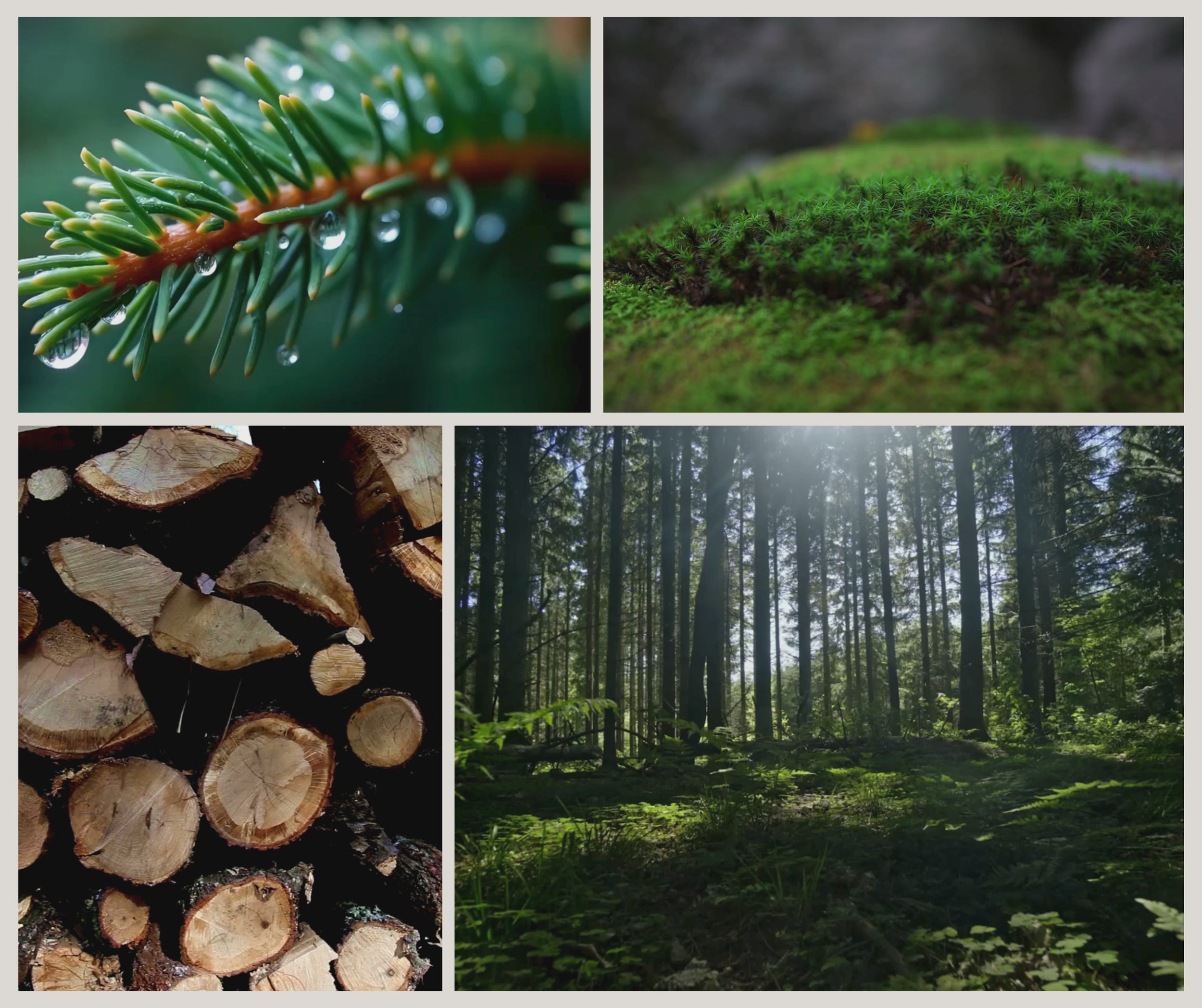 Videocollage som visar doftljuset Into the Forest från Moony Flames med daggvåta granar, mjuk skogsmossa, solbelyst barrskog och naturliga tränoter som inspirerat doften.
